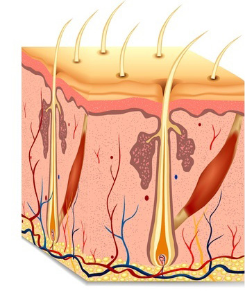 Build Repair Polish, Illustration of skin anatomy